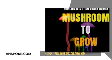 Golden Teacher Mushrooms Growth Timeline: From Spores to Harvest