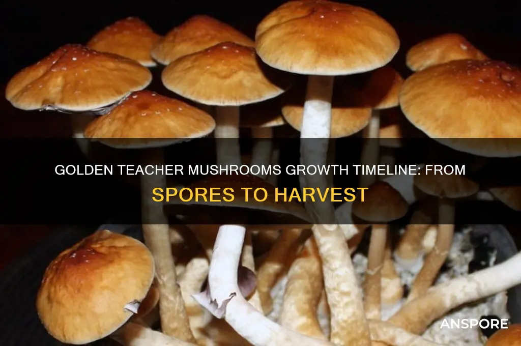 how long does it take golden teacher mushrooms to grow