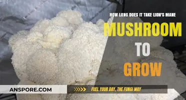 Lion's Mane Mushroom Growth Timeline: From Spores to Harvest