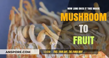 Magic Mushrooms Fruiting Timeline: Understanding Growth and Harvest Time