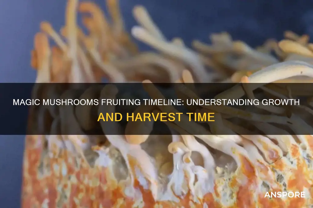 how long does it take magic mushrooms to fruit