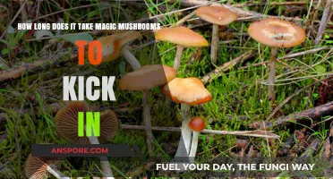Magic Mushrooms: Understanding the Onset Time for Psychedelic Effects