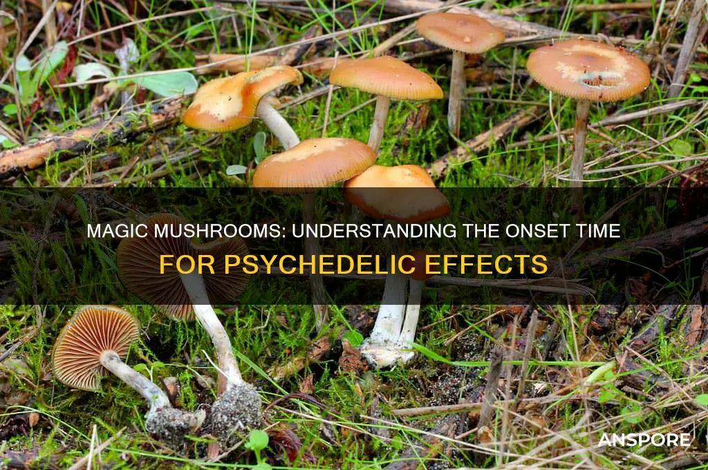 how long does it take magic mushrooms to kick in