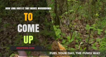 Morel Mushrooms Growth Timeline: Factors Affecting Emergence and Harvest