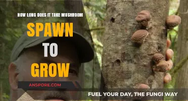 Mushroom Spawn Growth Timeline: Factors Affecting Development and Harvest