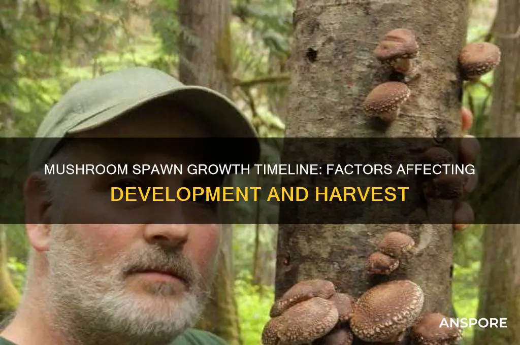 how long does it take mushroom spawn to grow