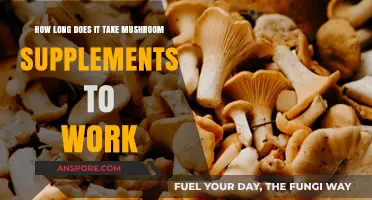 How Soon Do Mushroom Supplements Show Effects? A Timeline Guide