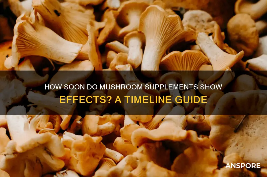 how long does it take mushroom supplements to work