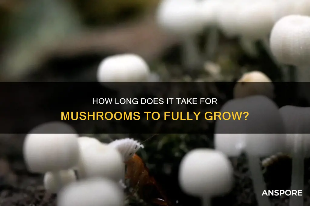 how long does it take mushrooms to bae