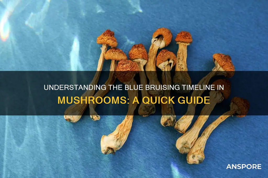 how long does it take mushrooms to bruise blue