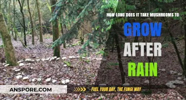 Mushroom Growth Timeline: How Rain Sparks Rapid Fruiting Bodies