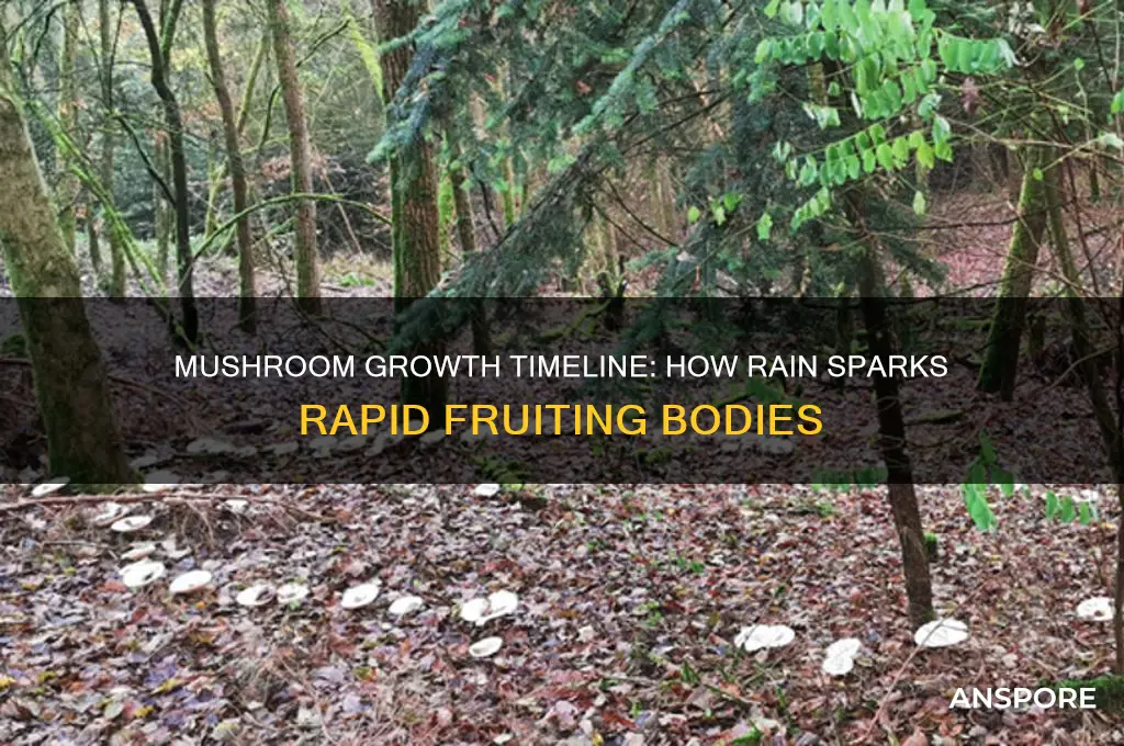 how long does it take mushrooms to grow after rain