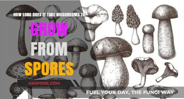 From Spores to Harvest: Understanding Mushroom Growth Timelines