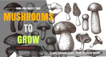 Mushroom Growth Timeline: From Spores to Harvest in Weeks