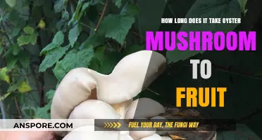 Oyster Mushroom Fruiting Timeline: Factors Affecting Growth and Harvest