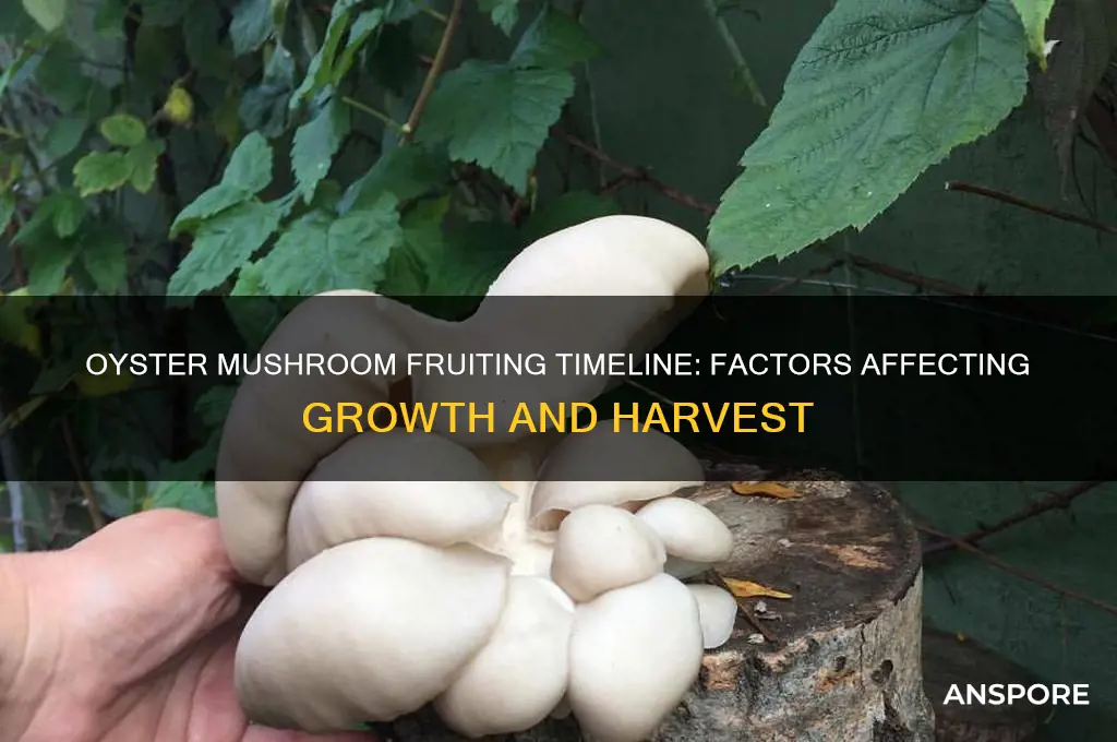 how long does it take oyster mushrooms to fruit