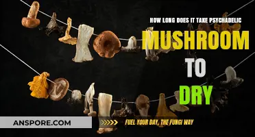 Drying Psychedelic Mushrooms: Optimal Time and Techniques for Preservation