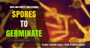 Tetanus Spores Germination Timeline: Understanding the Process and Risks