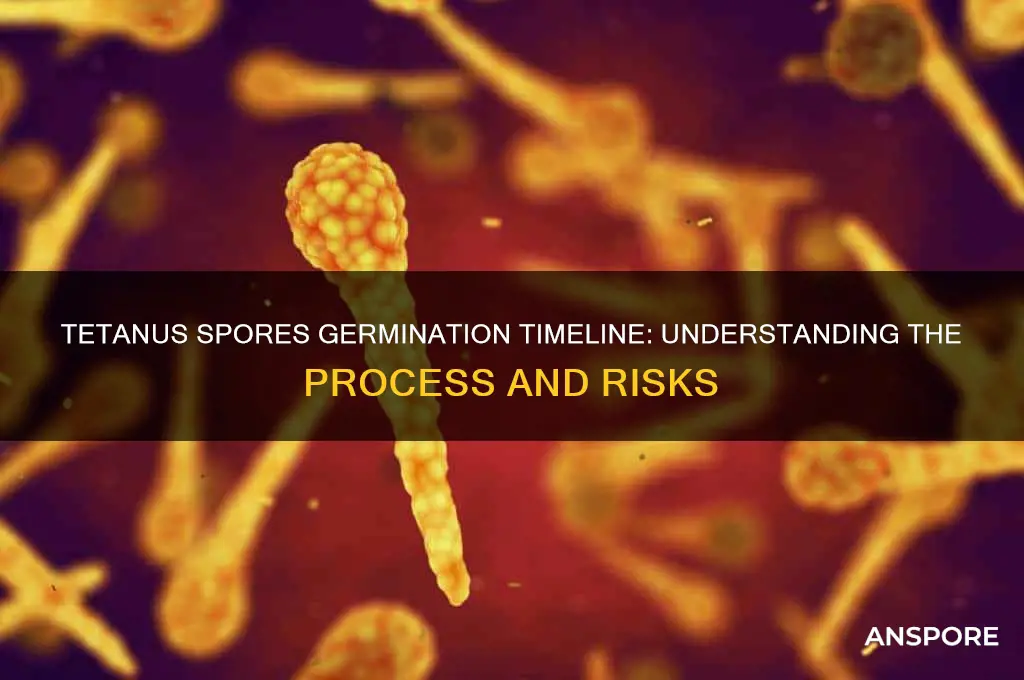 how long does it take tetanus spores to germinate