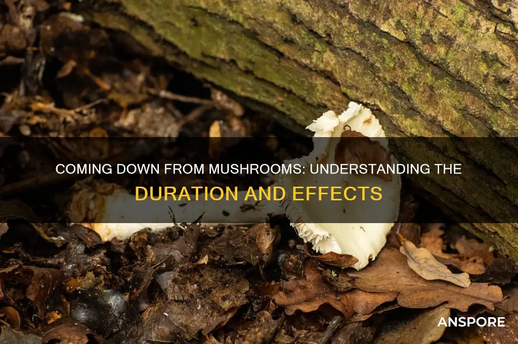 how long does it take to come down from mushrooms