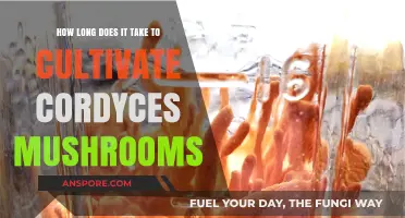 Cultivating Cordyceps Mushrooms: Understanding the Timeframe for Successful Growth