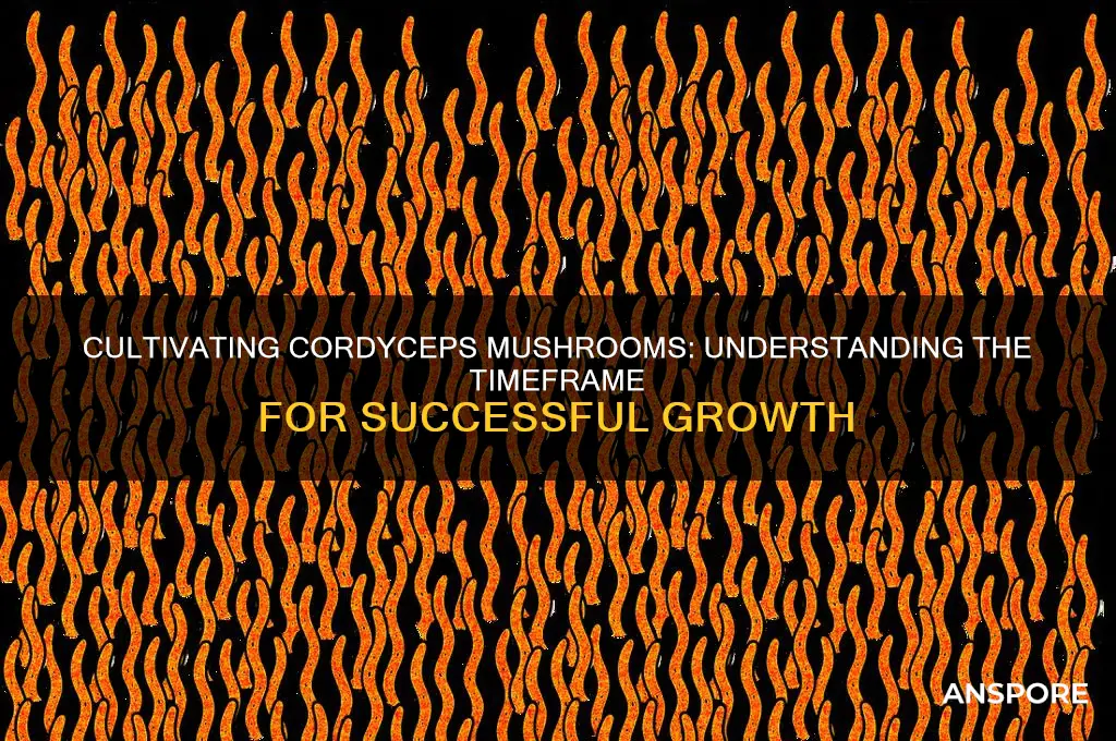 how long does it take to cultivate cordyces mushrooms