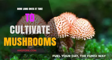 Cultivating Mushrooms: Understanding the Timeframe for Successful Growth