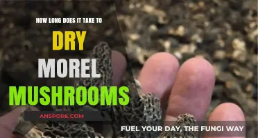 Drying Morel Mushrooms: Optimal Time for Perfect Preservation