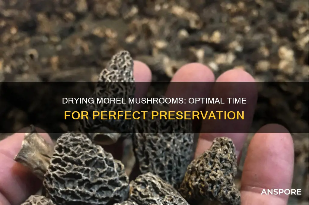 how long does it take to dry morel mushrooms