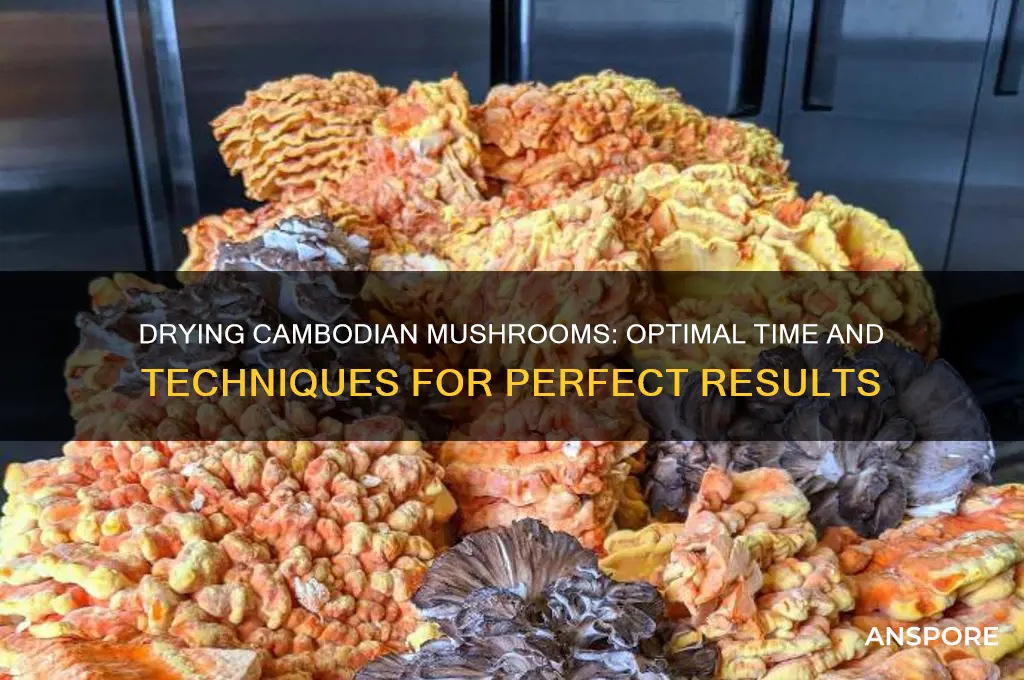 how long does it take to dry out cambodian mushroom