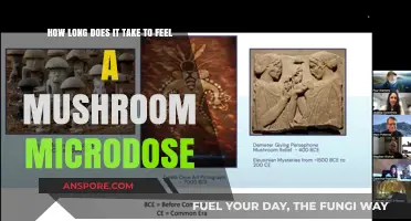 Microdosing Mushrooms: Timing Effects and Feeling the Subtle Shift
