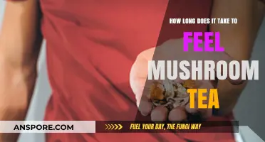 Exploring Mushroom Tea: Timeframe for Effects and Sensations