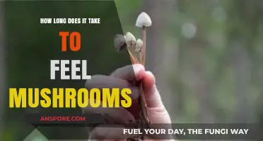 Timing Your Trip: How Long Until Mushrooms Take Effect?