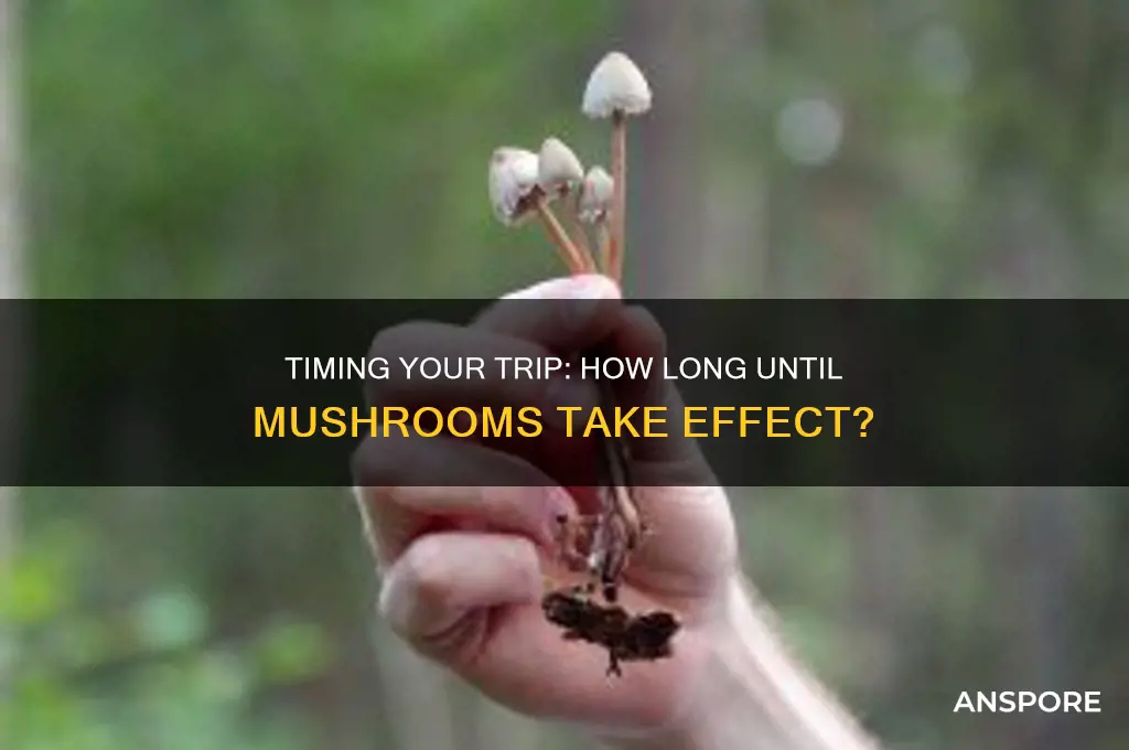 how long does it take to feel mushrooms