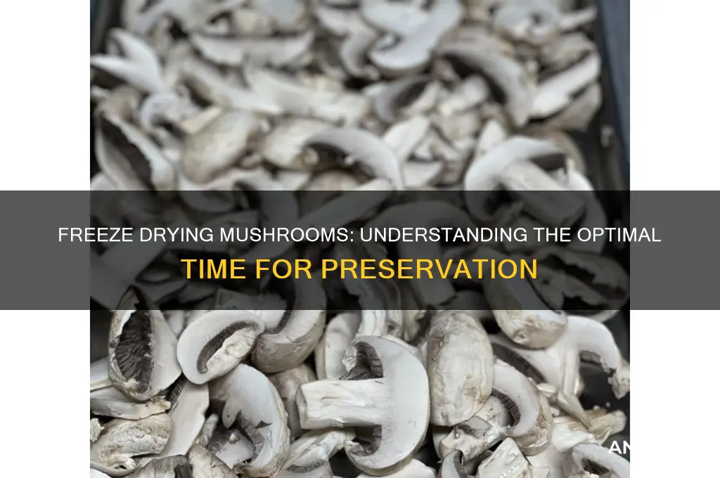 how long does it take to freeze dry mushrooms