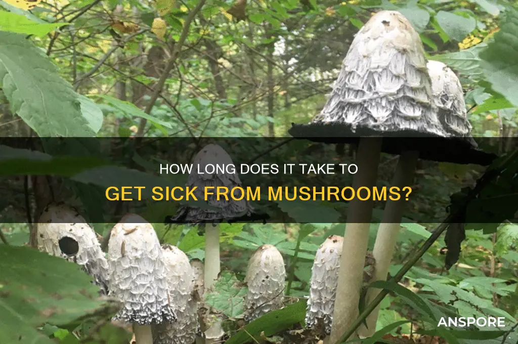 how long does it take to get sick from mushrooms