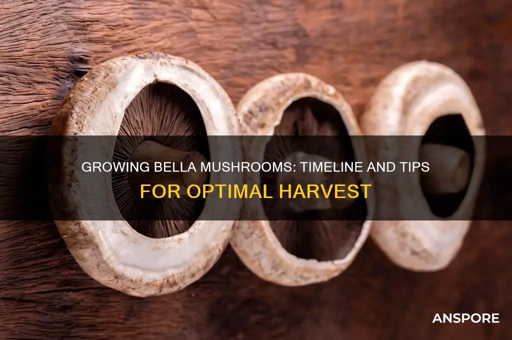 how long does it take to grow bella mushroom