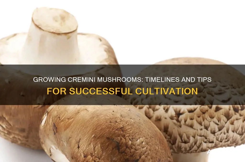 how long does it take to grow cremini mushrooms