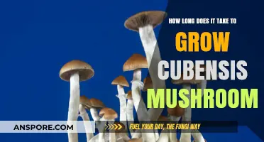 Growing Cubensis Mushrooms: Understanding the Timeframe for Optimal Harvest