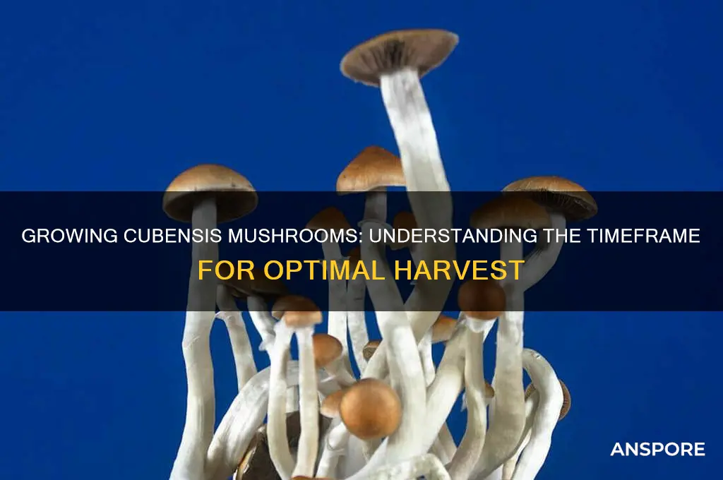 how long does it take to grow cubensis mushrooms