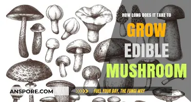Growing Edible Mushrooms: Understanding the Timeframe for a Bountiful Harvest