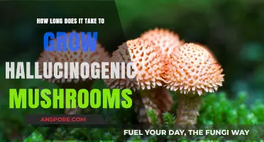 Growing Hallucinogenic Mushrooms: Understanding the Cultivation Timeframe