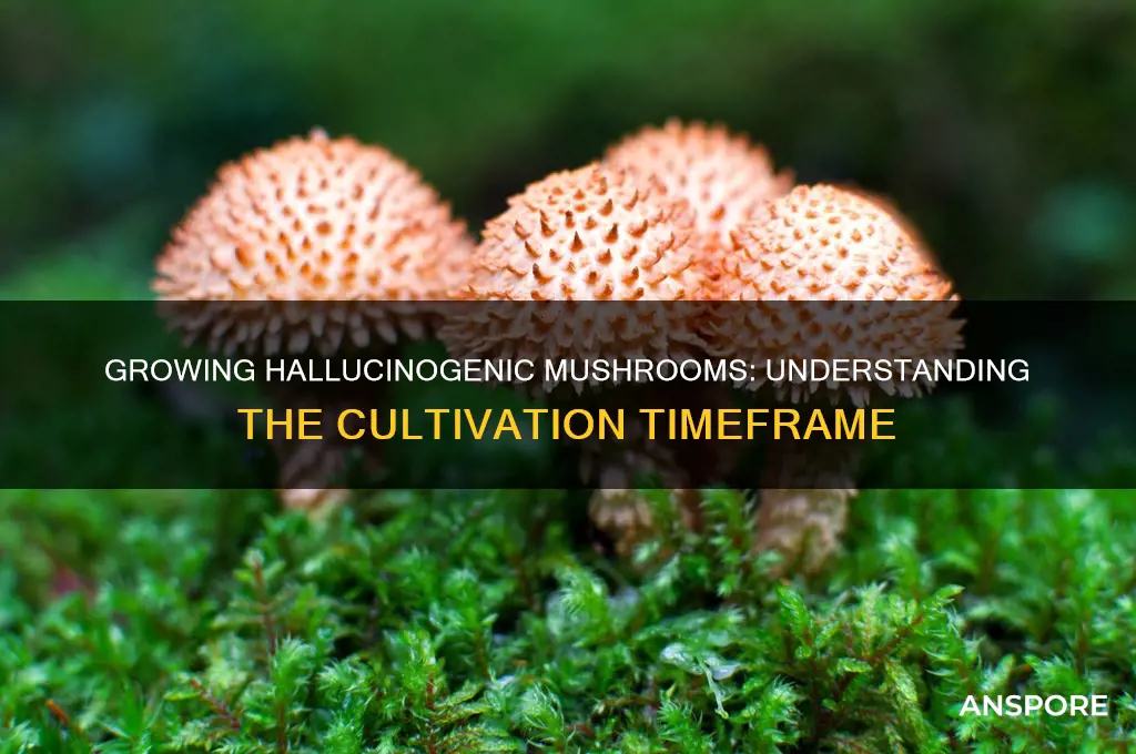 how long does it take to grow hallucinogenic mushrooms