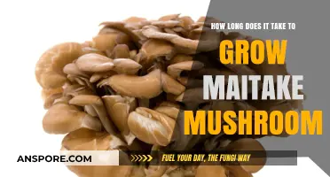 Growing Maitake Mushrooms: Understanding the Timeframe for Optimal Harvest