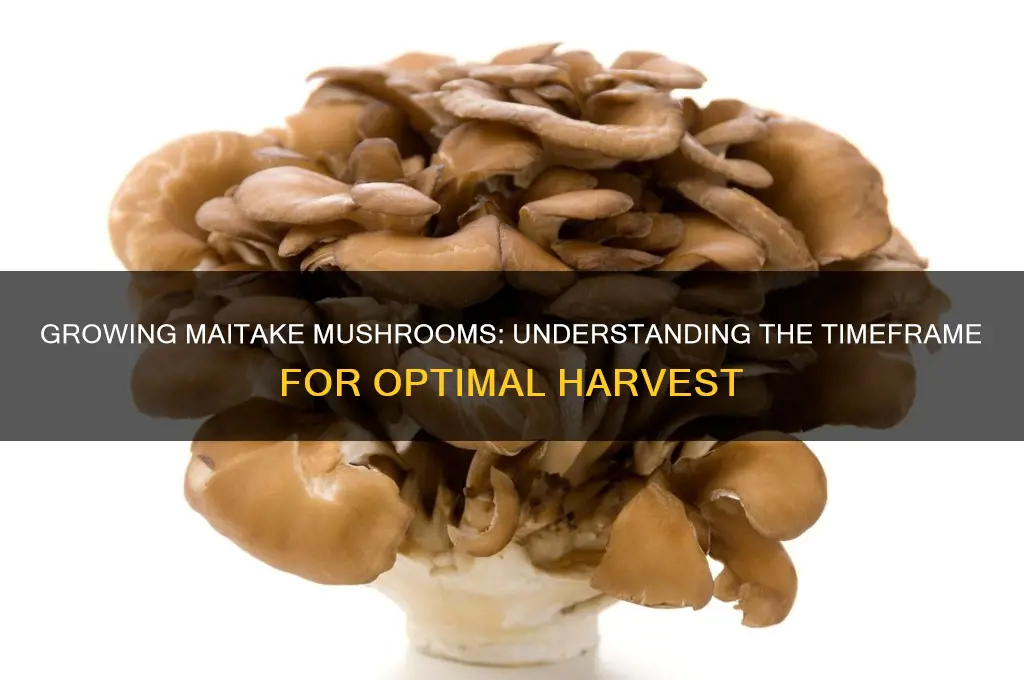 how long does it take to grow maitake mushrooms