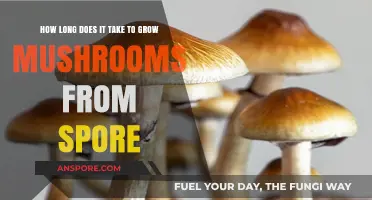 Growing Mushrooms from Spores: Understanding the Timeframe for Cultivation