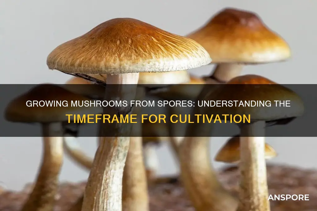 how long does it take to grow mushrooms from spore