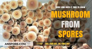 Growing Mushrooms from Spores: Understanding the Timeframe for Success