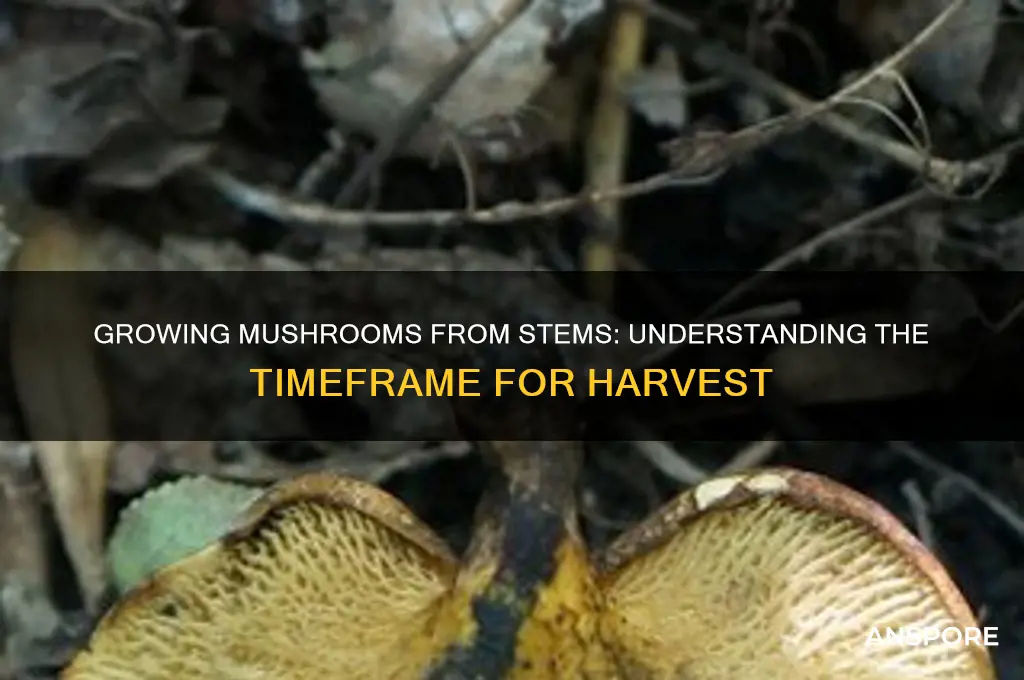 how long does it take to grow mushrooms from stems