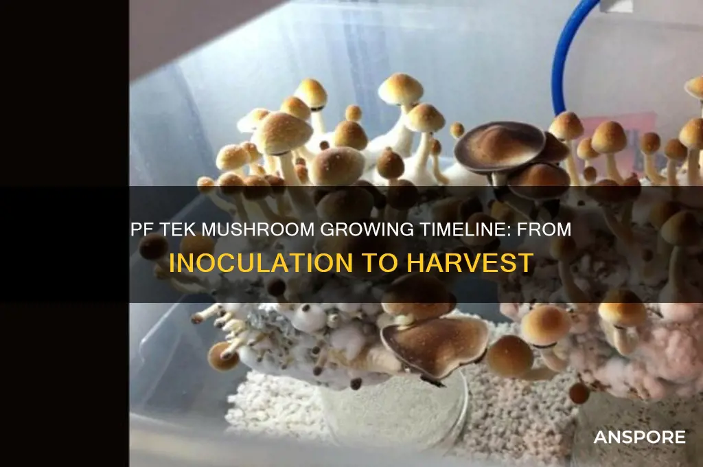 how long does it take to grow mushrooms pf tek